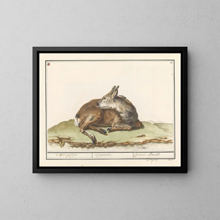 Anselmus Botius de Boodt - Hert Cervidae Wildt geijtje Capriola Chevreuil Femelle.webp