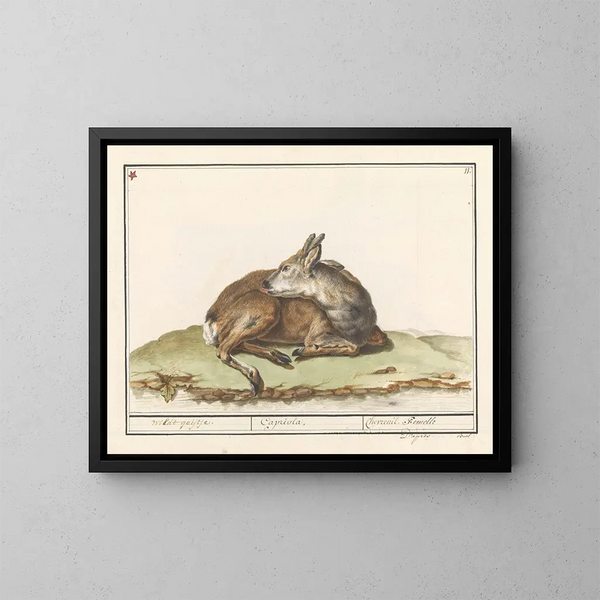 van het vrouwelijke hert - Anselmus Botius de Boodt — ingelijst kunstwerk aan de muur
