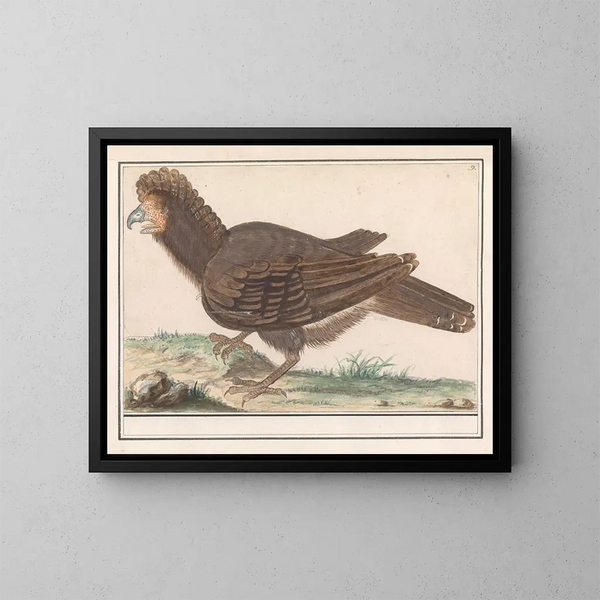 Vogel van gevogelte Galliformes - Anselmus Botius de Boodt — ingelijst kunstwerk aan de muur