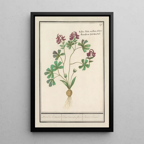 Anselmus Botius de Boodt - Holwortel Corydalis cava Boonkens holwortel radix Cava rubro flore Racine Creuse.webp