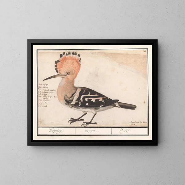 Huppe - Anselmus Botius de Boodt — ingelijst kunstwerk aan de muur