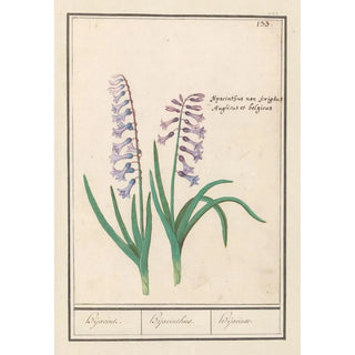 Anselmus Botius de Boodt - Hyacint Hyacinthus orientalis Hijacint Hijacinthus Hijacinte.webp