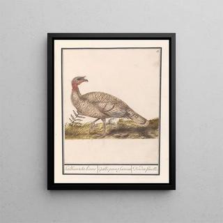 Anselmus Botius de Boodt - Kalkoen Meleagris gallopavo.webp
