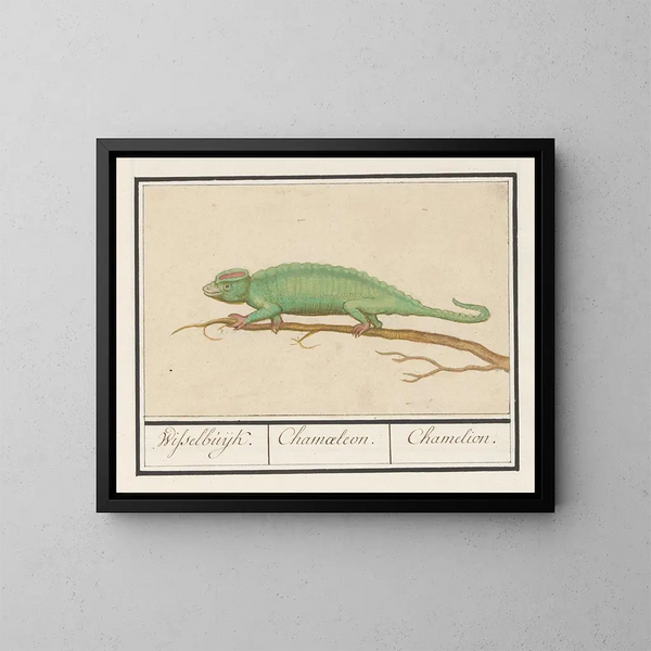 Kameleon - Anselmus Botius de Boodt — ingelijst kunstwerk aan de muur