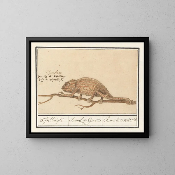 Chameleon echt - Anselmus Botius de Boodt — ingelijst kunstwerk aan de muur