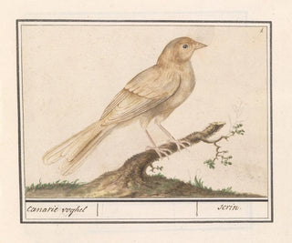Anselmus Botius de Boodt - Kanarie Serinus canaria.webp