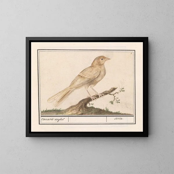 Serin des Canaries - Anselmus Botius de Boodt — ingelijst kunstwerk aan de muur