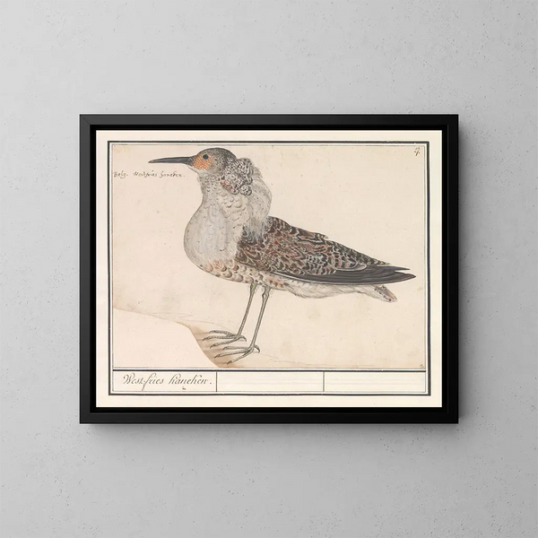 Bécasseau variable - Anselmus Botius de Boodt — ingelijst kunstwerk aan de muur