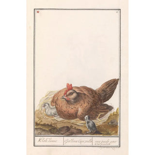 Anselmus Botius de Boodt - Kip Gallus gallus domesticus met kuikens.webp