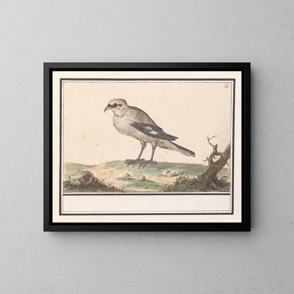 Kleine Lijsterkunstdruk - Anselmus Botius de Boodt — ingelijst kunstwerk aan de muur