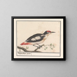 Anselmus Botius de Boodt - Kleine bonte specht Dendrocopos minor Kleijnen Hout Specht.webp