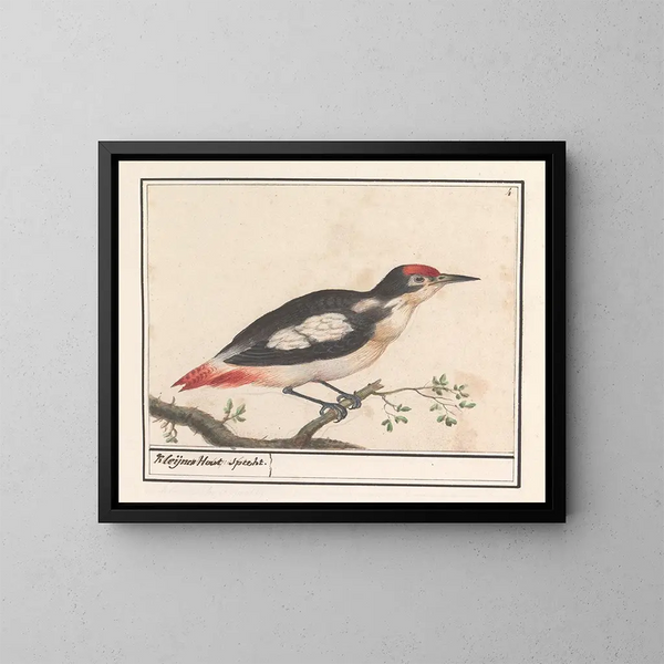 van een Kleine specht schilderij - Anselmus Botius de Boodt — ingelijst kunstwerk aan de muur