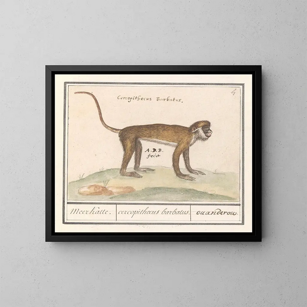 Klein Suricate schilderij - Anselmus Botius de Boodt — ingelijst kunstwerk aan de muur