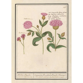 Anselmus Botius de Boodt - Koekoeksbloem Silene dioica Wilden Basilie Ocijmiodes flore pleno Basilie Sauvage.webp