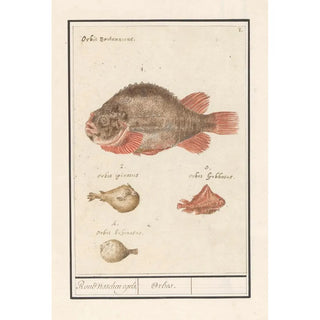 Anselmus Botius de Boodt - Kogelvissen Tetraodontidae Rond visschen egels Orbes.webp