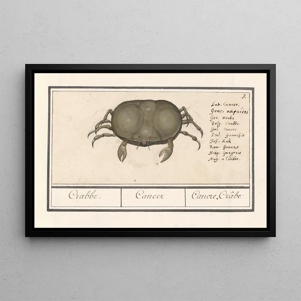 Anselmus Botius de Boodt - Krab Cancer Crabbe Cancer Cancre Crbe.webp