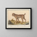 Lynx, tijger - Anselmus Botius de Boodt — ingelijst kunstwerk aan de muur