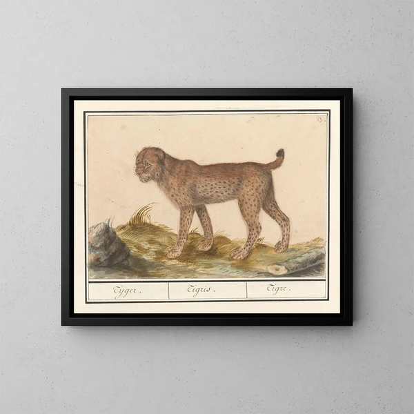 Lynx, tijger - Anselmus Botius de Boodt — ingelijst kunstwerk aan de muur