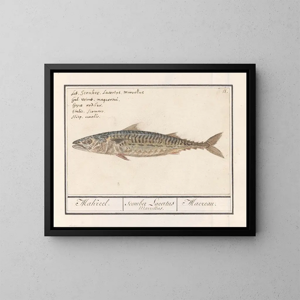 Makreel Scombre scombrus Makreel Scombre Lacertus Marrellus Macreau - Anselmus Botius de Boodt — ingelijst kunstwerk aan de muur