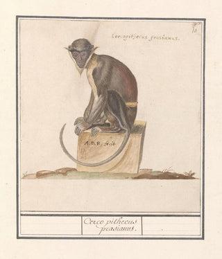 Anselmus Botius de Boodt - Meerkat Cercopithecini Cerco pithecus prasianus.webp