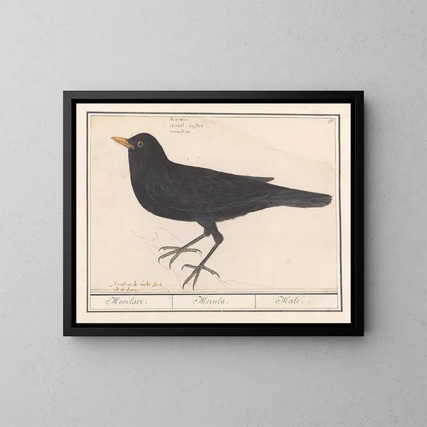 Merle noir - Anselmus Botius de Boodt — ingelijst kunstwerk aan de muur