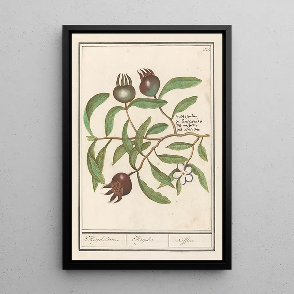 Anselmus Botius de Boodt - Mispel Mespilus germanica Mispel Boom Mespilus Nefflier.webp