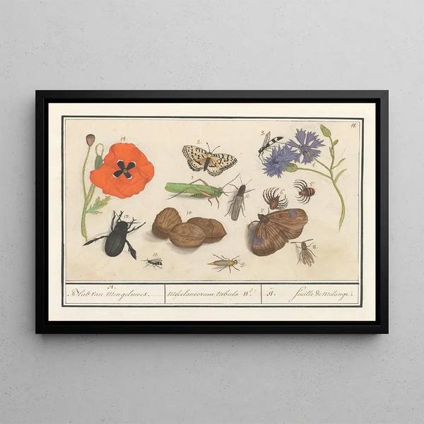 Anselmus Botius de Boodt - Natuurhistorische ensemble nr 11 11 Blad van Mengelmoes Miscelaniorum tabula 11 11 feuille de melange.webp