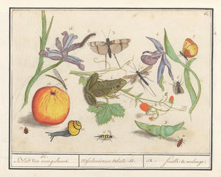 Anselmus Botius de Boodt - Natuurhistorische ensemble nr 12 12 Blad van Mengelmoes Miscelaniorum tabula 12 12 feuille de melange.webp