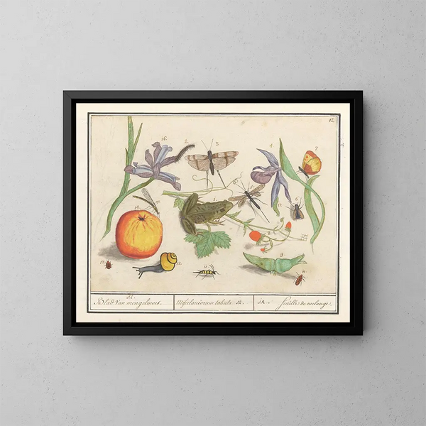 van historisch natuurcollectie nr. 12 Mengblad - Anselmus Botius de Boodt — ingelijst kunstwerk aan de muur