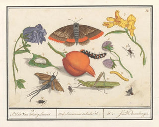 Anselmus Botius de Boodt - Natuurhistorische ensemble nr 14 14 Blad van Mengelmoes Miscelaniorum tabula 14 14 feuille de melange.webp