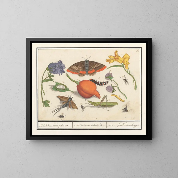 van historisch natuurcollectie nr. 14 Mengblad - Anselmus Botius de Boodt — ingelijst kunstwerk aan de muur