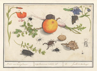 Anselmus Botius de Boodt - Natuurhistorische ensemble nr 16 16 Blad van mengelmoes miscelaniorum tabula 16 16 feuille de melange.webp