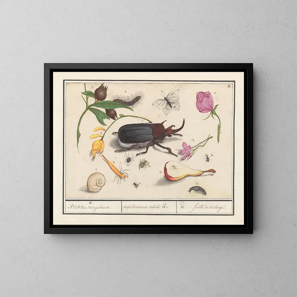 van het naturalistische schilderij nr. 18 - Anselmus Botius de Boodt — ingelijst kunstwerk aan de muur
