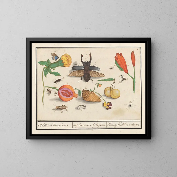 Natuurgidsenset 1, eerste blad van mengsels - Anselmus Botius de Boodt — ingelijst kunstwerk aan de muur