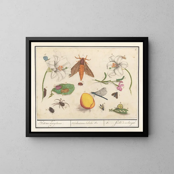 van natuurwetenschappelijke collectie nr. 5 Mengblad - Anselmus Botius de Boodt — ingelijst kunstwerk aan de muur