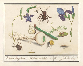 Anselmus Botius de Boodt - Natuurhistorische ensemble nr 6 6 Blad van mengelmoes Miscelaniorum tabula 6 6 feuille de melange.webp
