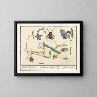 Anselmus Botius de Boodt - Natuurhistorische ensemble nr 6 6 Blad van mengelmoes Miscelaniorum tabula 6 6 feuille de melange.webp