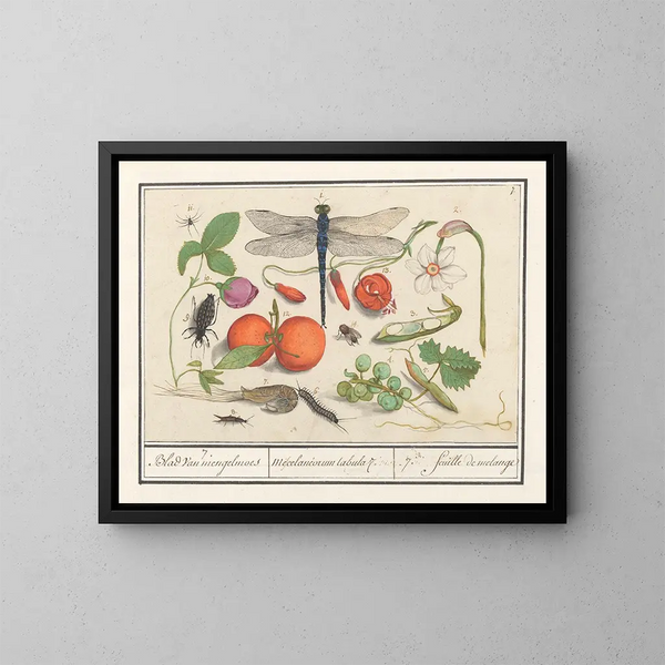 van historisch natuurcollectie nr. 7 Mengblad - Anselmus Botius de Boodt — ingelijst kunstwerk aan de muur