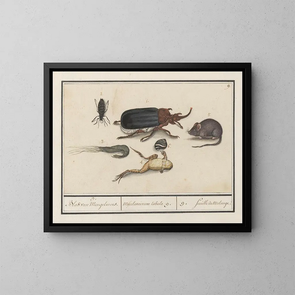 van historisch natuurcollectie nr. 9 Mengblad - Anselmus Botius de Boodt — ingelijst kunstwerk aan de muur