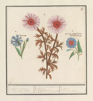 Anselmus Botius de Boodt - ON8F901.webp