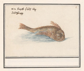 Anselmus Botius de Boodt - Onbekende vis.webp