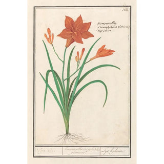 Anselmus Botius de Boodt - Oranje daglelie Hemerocallis Dag lelie hemerocallis liriosphodelus phoeniceus Leys hephemere.webp