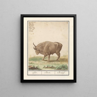 Anselmus Botius de Boodt - Os Bos taurus osse Bos Boeuf.webp