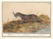 Otter (Lutra lutra) - Anselmus Botius de Boodt — weergave van het kunstwerk