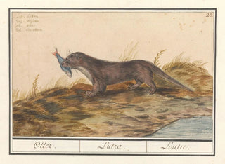 Anselmus Botius de Boodt - Otter Lutra lutra Otter Lutra Loutre.webp