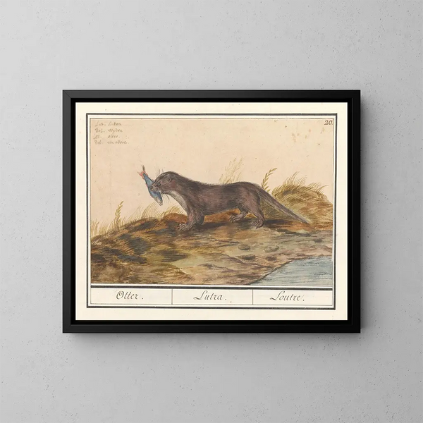 Otter (Lutra lutra) - Anselmus Botius de Boodt — ingelijst kunstwerk aan de muur