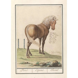 Anselmus Botius de Boodt - Paard Equus ferus caballus Peerd Equus Cheval.webp