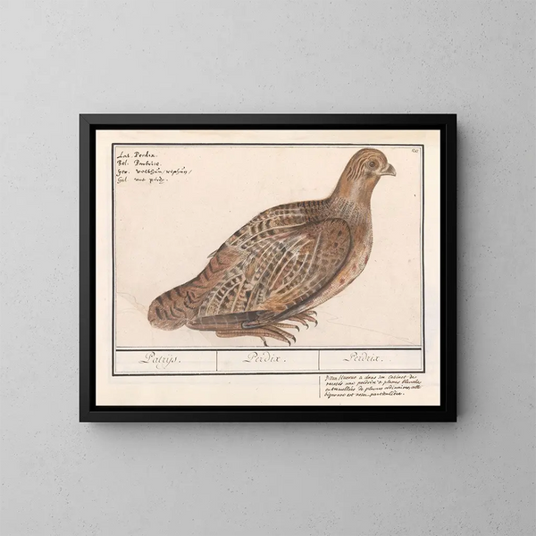 Perdrix perdrix - Anselmus Botius de Boodt — ingelijst kunstwerk aan de muur