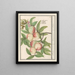 Persicum Persicum Malabar Persicum - Anselmus Botius de Boodt — ingelijst kunstwerk aan de muur