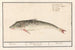 Poon Triglidae Wijting Asellus Mollis Merlangius Merlan - Anselmus Botius de Boodt — weergave van het kunstwerk